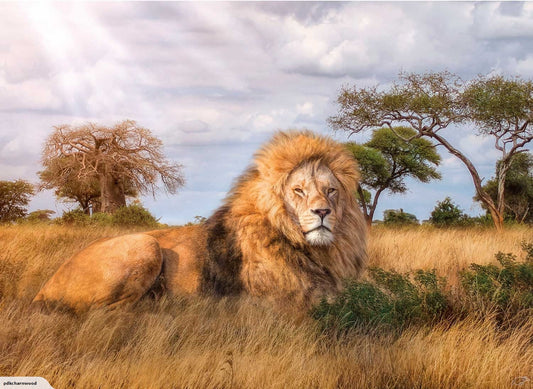 The King 1000 Piece Jigsaw Puzzle