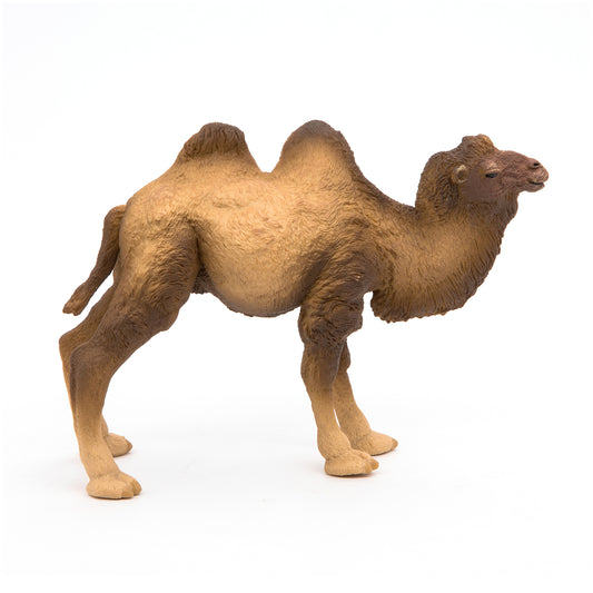 Bactrian Camel