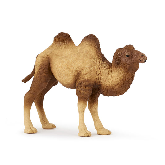 Bactrian Camel