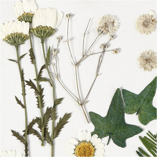 Pressed Flowers and leaves, off-white, 19 asstd./
