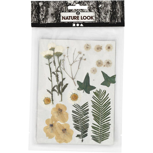 Pressed Flowers and leaves, off-white, 19 asstd./