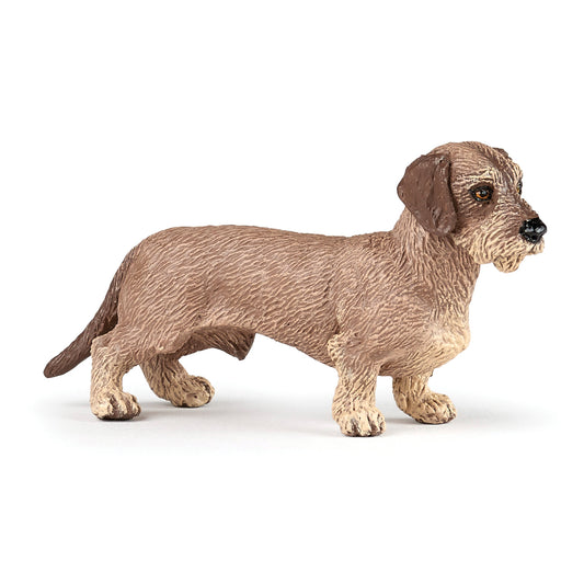 Dachshund