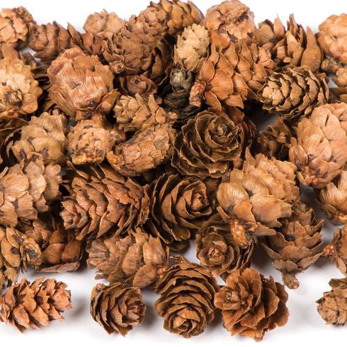 Larch Cones (Bag of 250g)