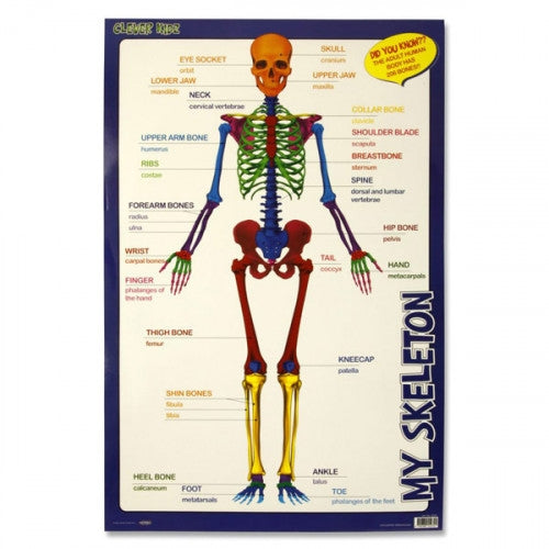 WALL CHART -MY SKELETON